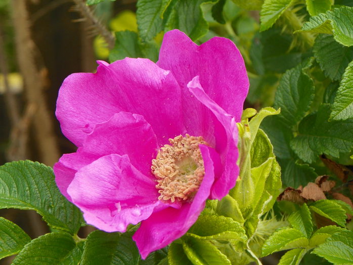 rosa rugosa rubra - Trandafiri 2015 - 1