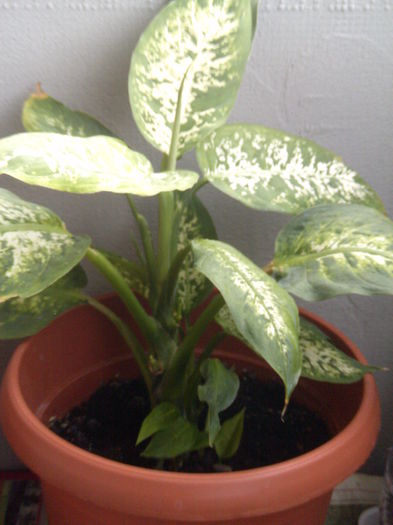 difenbahia - difenbahia