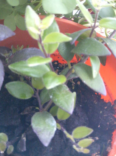 Aeschynanthus monalisa