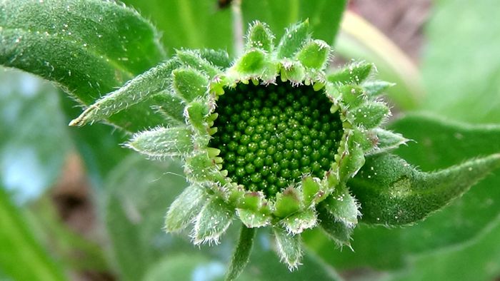 Frumuseti pe care  noi nu le putem percepe! (10)