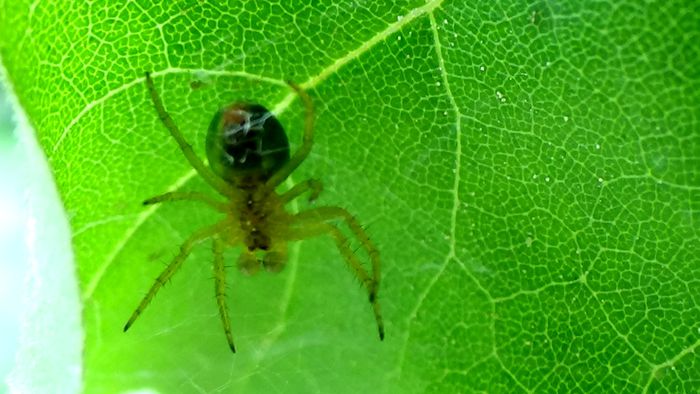Frumuseti pe care  noi nu le putem percepe! (46)