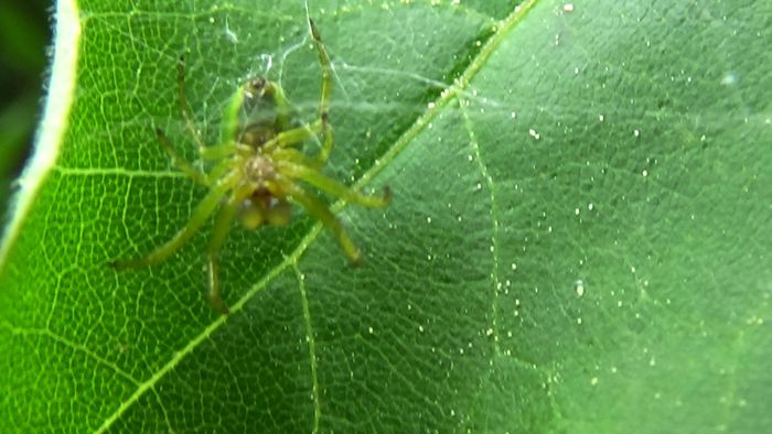 Frumuseti pe care  noi nu le putem percepe! (47)