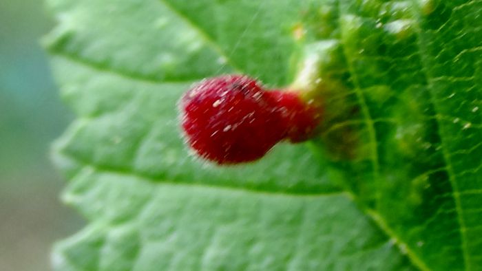 Frumuseti pe care  noi nu le putem percepe! (51)