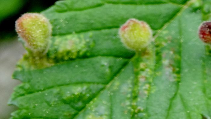 Frumuseti pe care  noi nu le putem percepe! (53) - MACRO