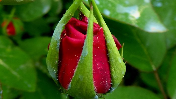 Frumuseti pe care  noi nu le putem percepe! (56) - MACRO