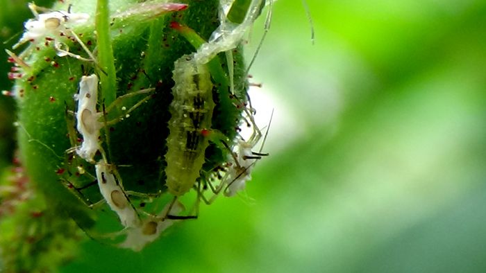 Frumuseti pe care  noi nu le putem percepe! (69) - MACRO