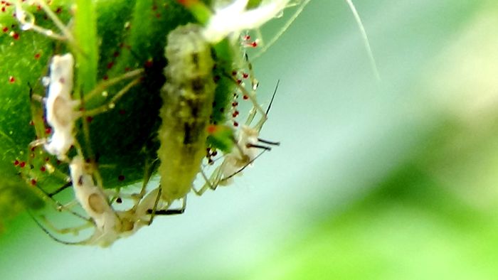 Frumuseti pe care  noi nu le putem percepe! (72) - MACRO