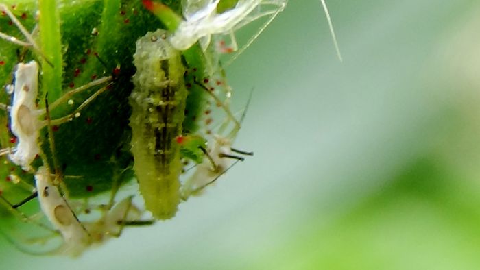 Frumuseti pe care  noi nu le putem percepe! (73) - MACRO