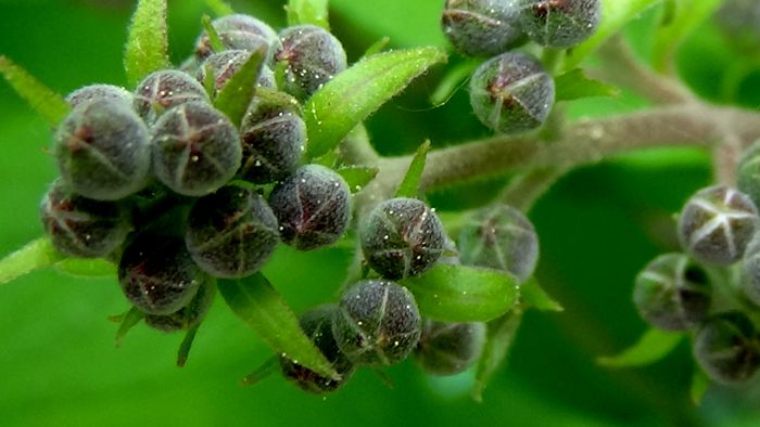 Frumuseti pe care  noi nu le putem percepe! (76) - MACRO