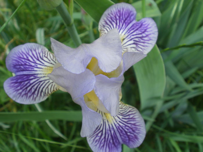 P2190550 - Iris