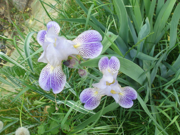 P2190549 - Iris