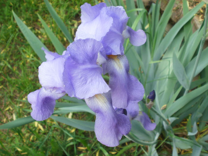 P2190548 - Iris