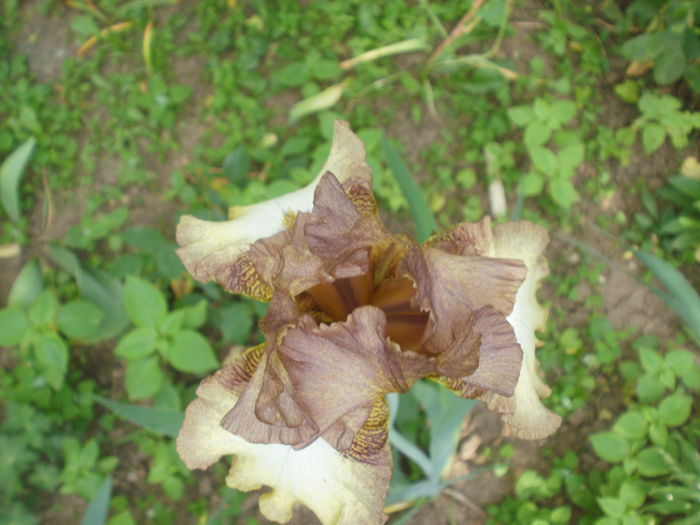  - Iris