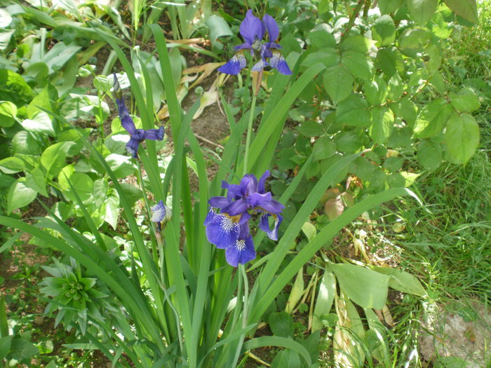 Iris sibirica - Iris