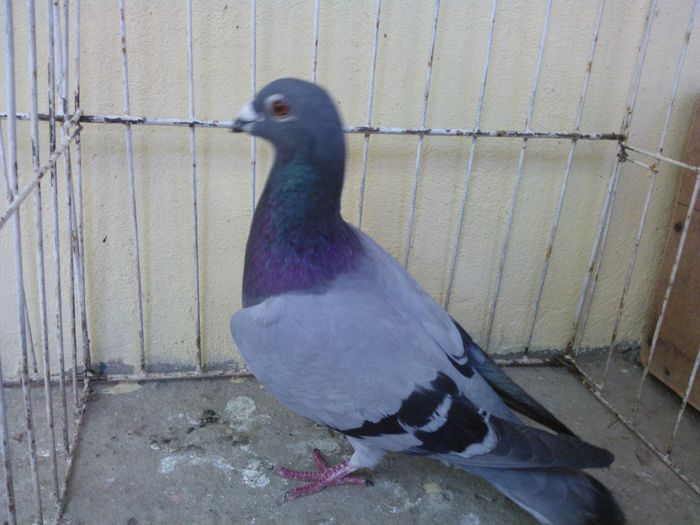  - Voiajori straini-11 vanduti