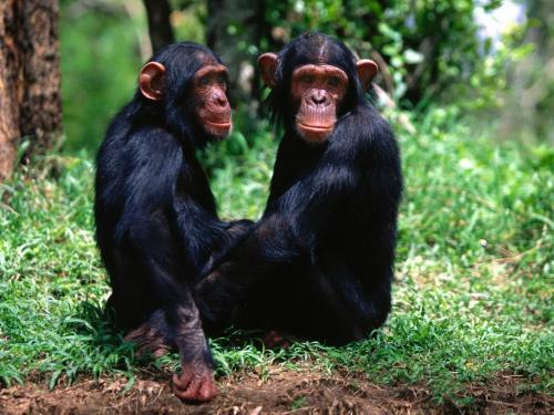 Imagini Animale Inteligente Wallpaper cu Maimute - animale
