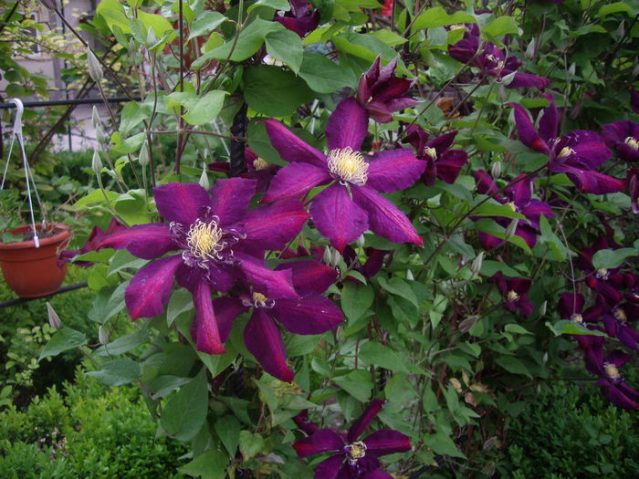 IMGP7974