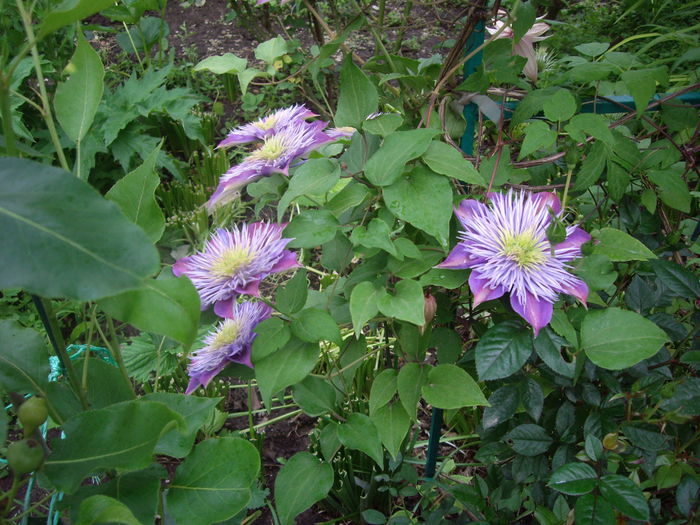 IMGP7975