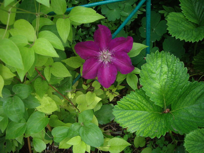 IMGP7981