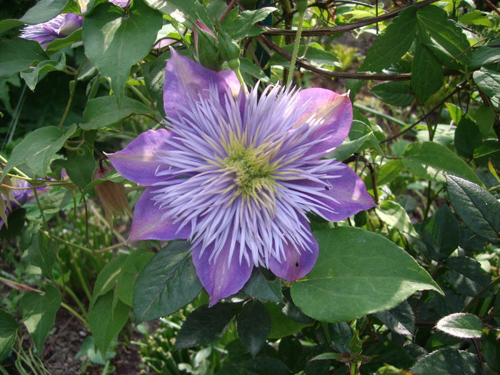 IMGP8001