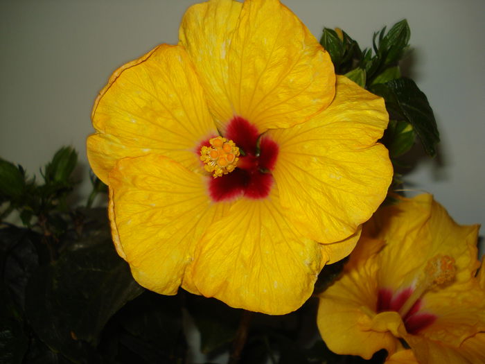 DSC01174 - Hibiscus Boreas Yellow