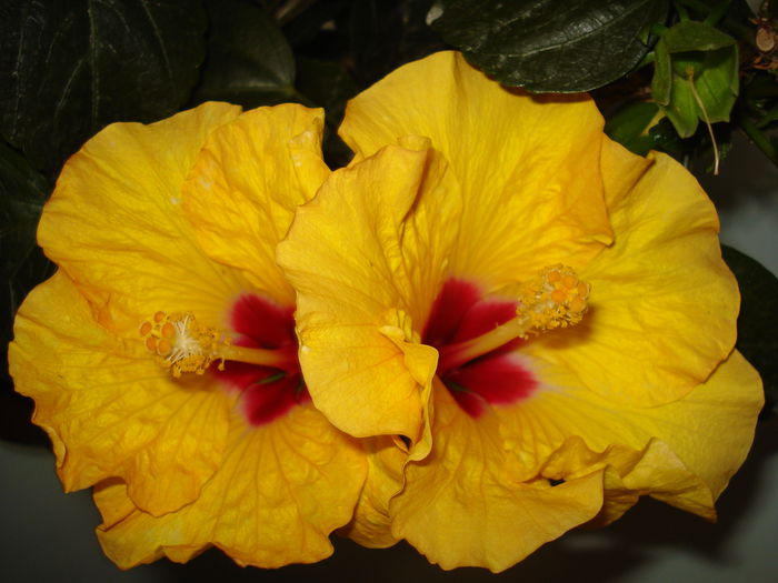DSC01176 - Hibiscus Boreas Yellow