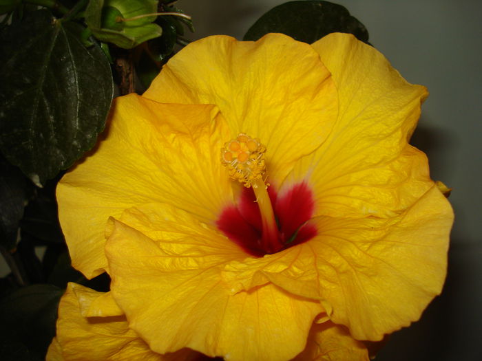 DSC01178 - Hibiscus Boreas Yellow