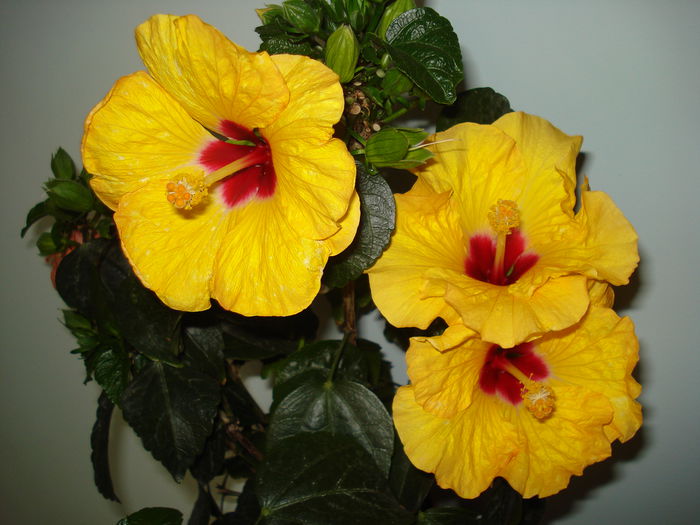 DSC01177 - Hibiscus Boreas Yellow