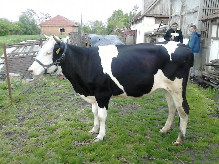 Holstein - Juninca Holstein