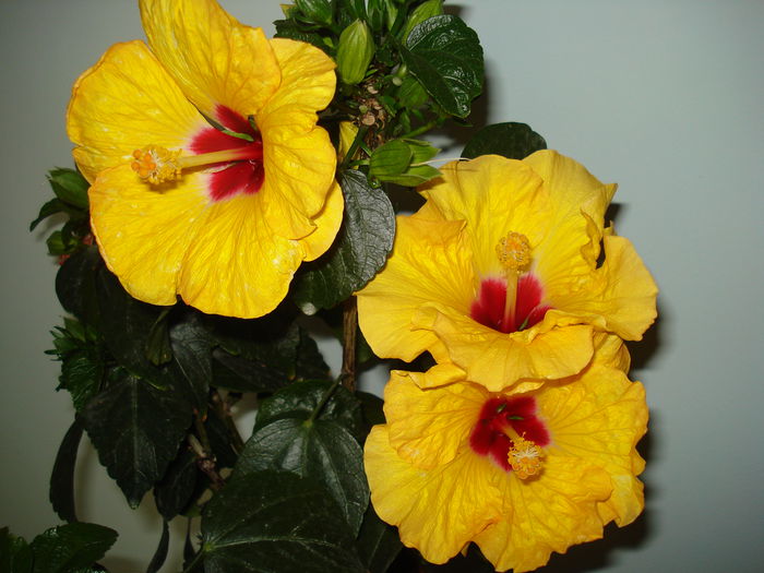 Boreas Yellow