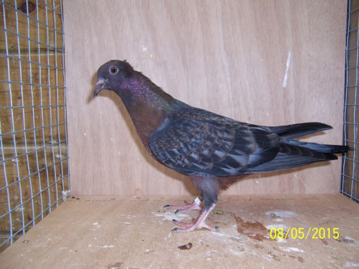 351 - Pt Admiratorii rasei 3