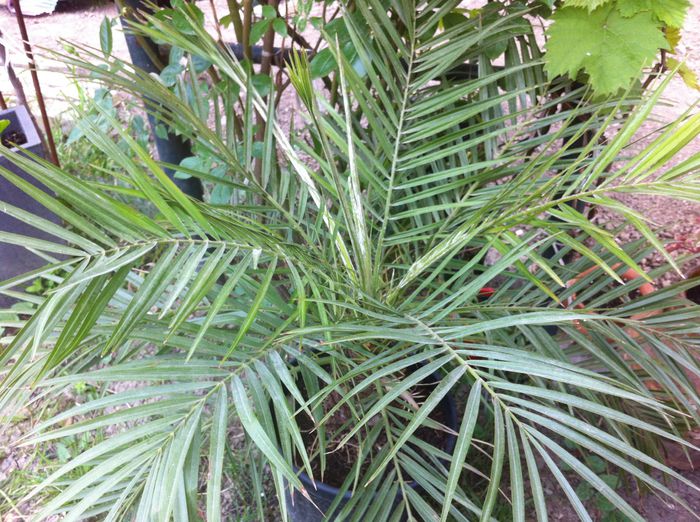 image - Plante verzi si palmieri