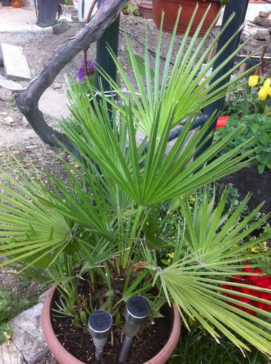 palmier chamaerops humilis - Plante verzi si palmieri