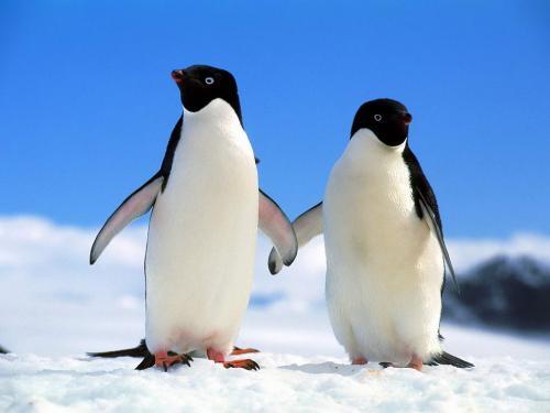 Imagini Pinguini Wallpapers Wallpaper Pinguin Simpatic - animale