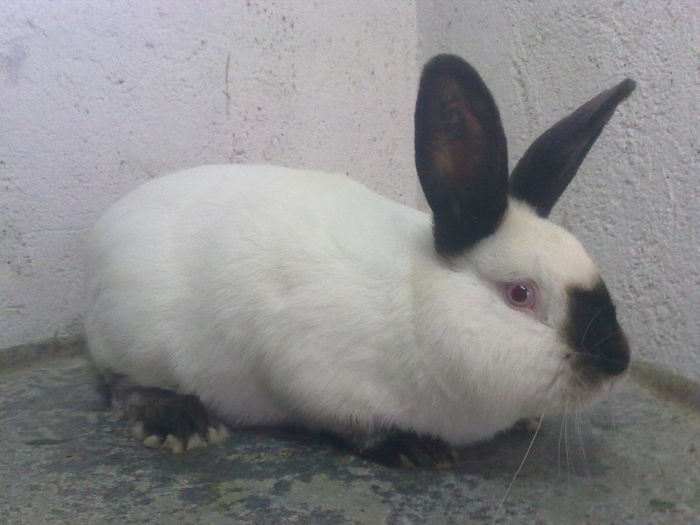  - A-IEPURI CALIFORNIENI