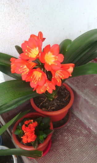 IMG_20150516_090658[1] - clivia