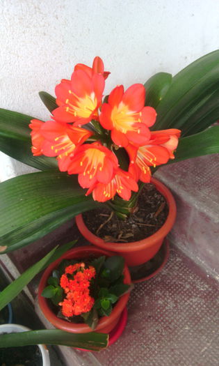 IMG_20150516_090705[1] - clivia