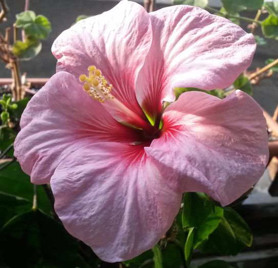 Pink Dream