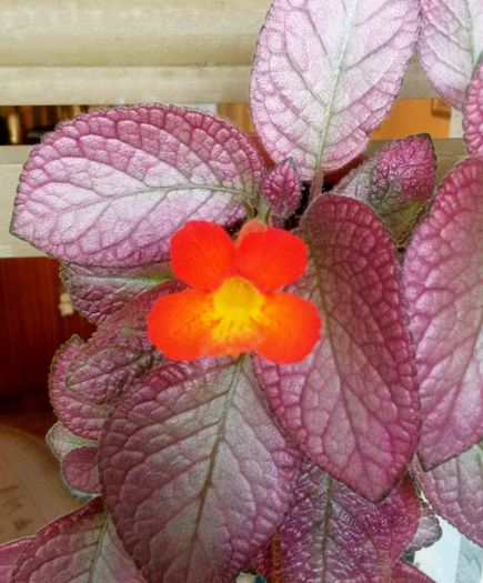  - Episcia