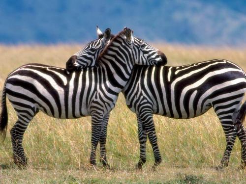 Imagini Animale Zebre Wallpaper Desktop cu Zebre - animale