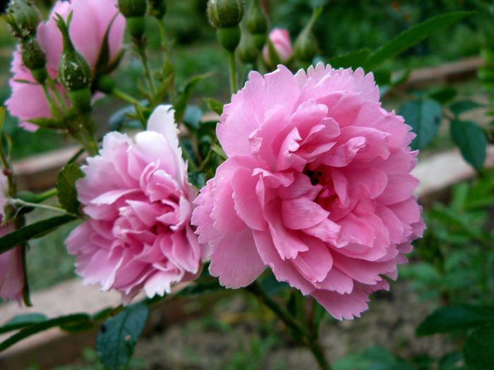 Pink Grootendorst_Grootendorst - Trandafirii mei_2015