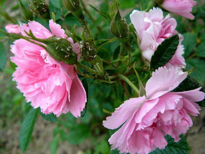 Pink Grootendorst_Grootendorst - Trandafirii mei_2015