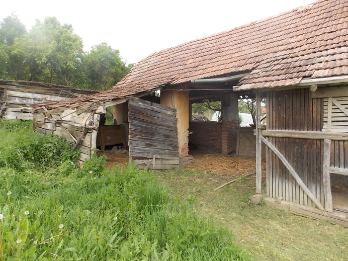 grajdu sura coseru de porumb - POZE CU CASA DE LA TURDAS 2015