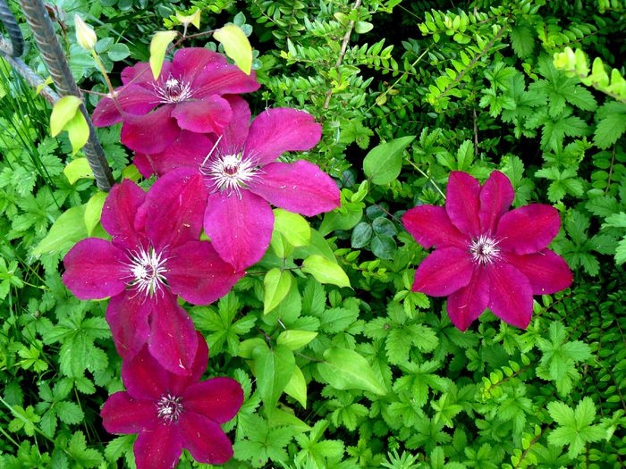 Clematis Niobe - Gradina rozelor Aprilie 2015