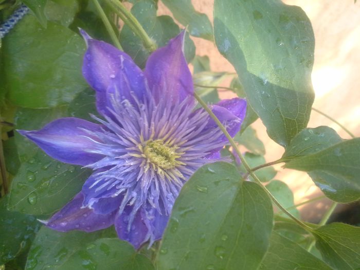 20150512_090511 - clematite si bujori 2015