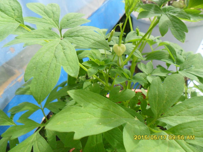 SAM_9468 - Dicentra de la ELENA S