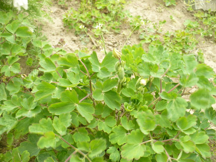 P1120005 - Gradina de la tara 2015