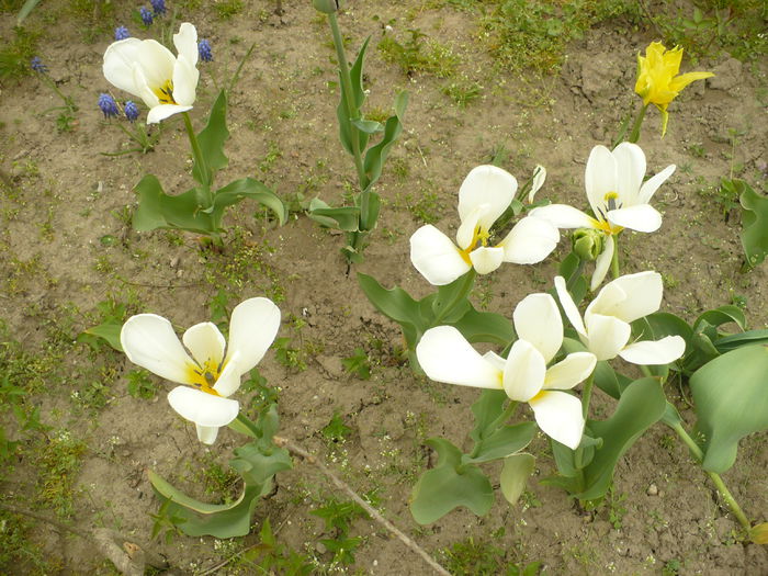 P1110988 - Gradina de la tara 2015
