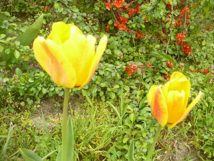 P1110991 - Gradina de la tara 2015