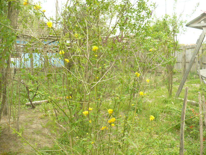 P1110994 - Gradina de la tara 2015